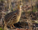 White-throated Francolin